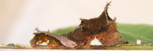 Larvae